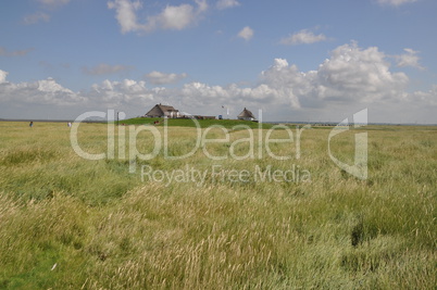 hamburger hallig