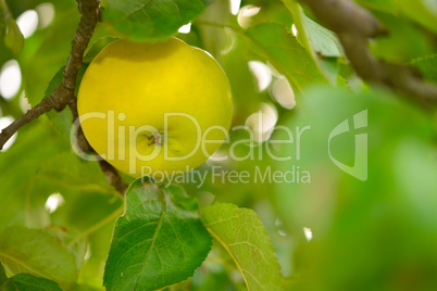 yellow apples