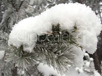 layer of snow on the branch of pine