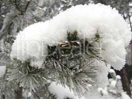 layer of snow on the branch of pine