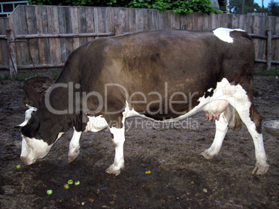 cow chewing an apple