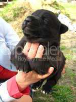 big black puppy in a hand