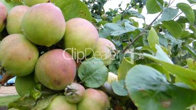 apple tree with unripe apples (apple tree 2b)