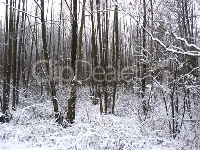 winter landscape in the forest