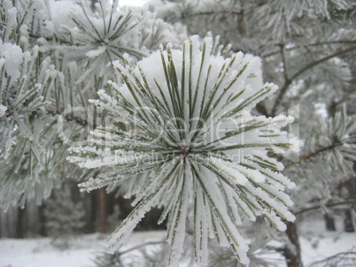 branch of pine in hoar-frost