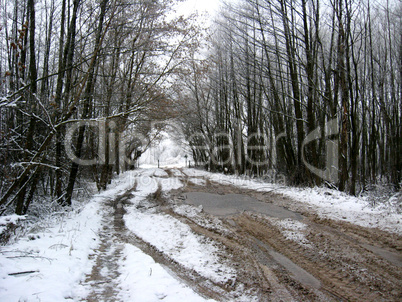 winter landscape in the forest with road