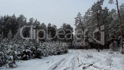 winter landscape in the forest