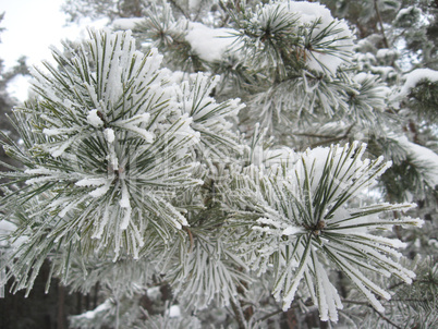branch of pine in hoar-frost