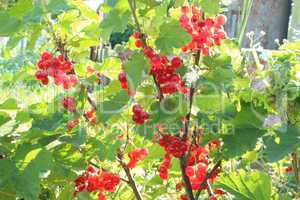 berry of a red currant on the bush