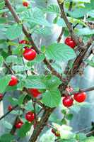 red berries of prunus tomentosa hanging on the branch