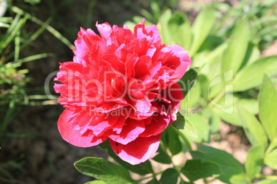 red flower of peony