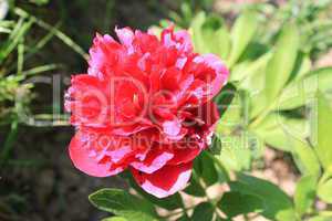 red flower of peony