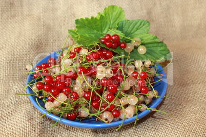 clusters of berries red and white currant on the plate