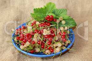 clusters of berries red and white currant on the plate
