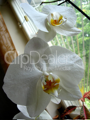 fine branch of a blossoming pink orchid