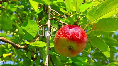 red apple hanging on a tree