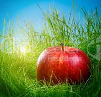 apple on the grass