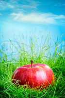apple on the grass