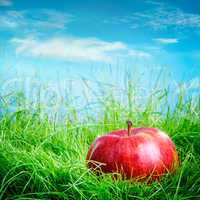 apple on the grass