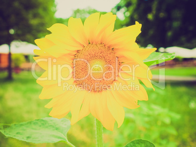 retro look sunflower flower