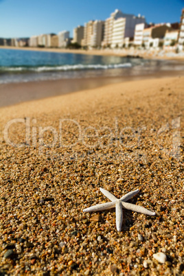 Starfish on the beach sand