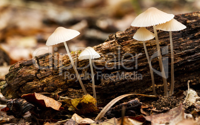 Beautiful forest mushroom