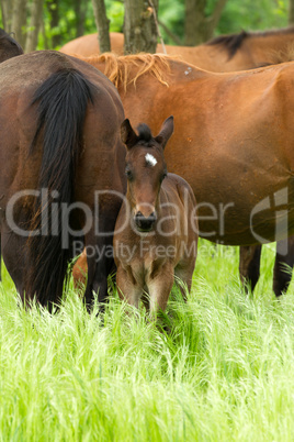 Horse family