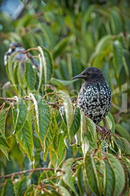 starling