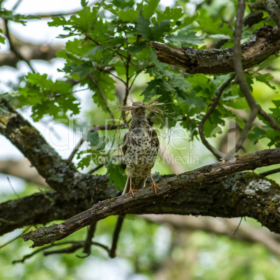 fieldfare  (turdus pilaris)