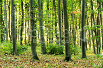 beech forest