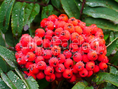 Eberesche (Sorbus aucuparia)