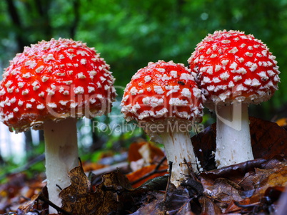 Fliegenpilze (Amanita muscaria)