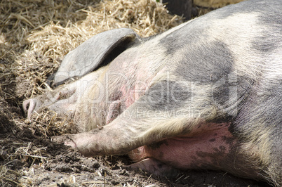 head of a pig sleeping