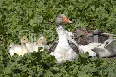 domestic goose with fledglings