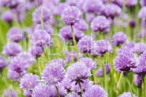 flowering purple chive blossoms