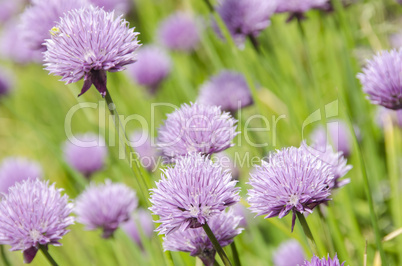 flowering purple chive blossoms