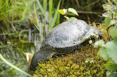 european pond turtle
