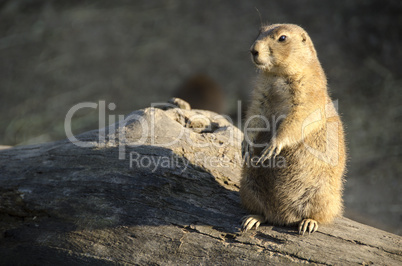 black-tailed prairie dog