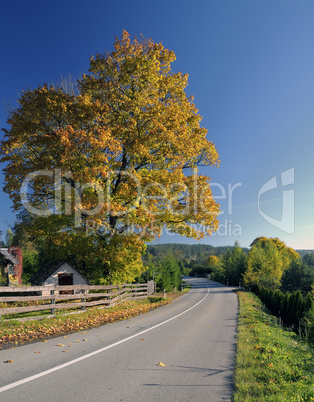 beautiful autumn maple tree in countryside