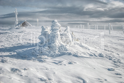 Three frozen fir trees