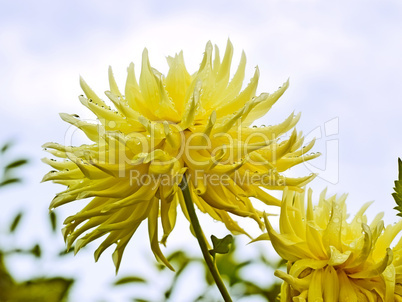 Yellow dahlia against the sky