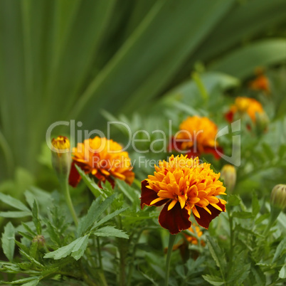 marigold in flowerbed