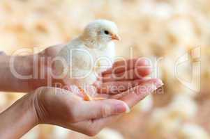 Holding a chick in hand