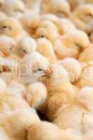 Bunch of chicks