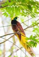 Bird of Paradise on a tree