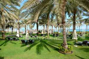 sunbeds on the green lawn and palm tree shadow in luxury hotel,