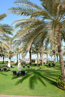 sunbeds on the green lawn and palm tree shadow in luxury hotel,