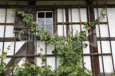 Weinranken an einem Fachwerkhaus