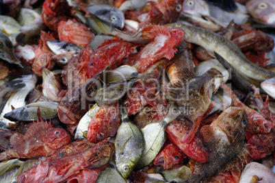 Desk with fish and seafood in fish store