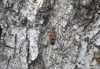 Bug on tree trunk